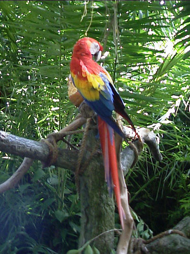 Parrot