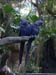 Parrot Bleu