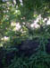 Rain Forest 01