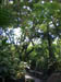 Rain Forest 02