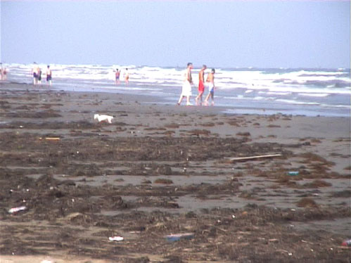 Plage et Algues
