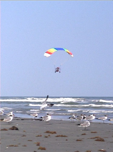 Plage et Mouettes et ULM