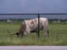 Long Horns