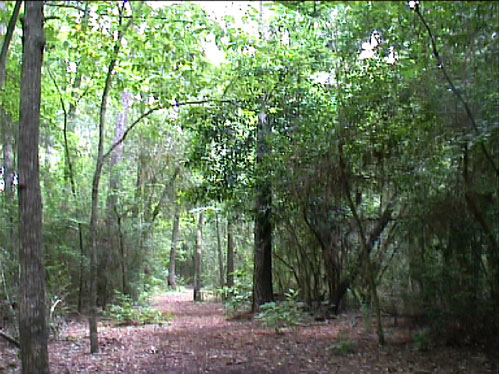 Arboretum