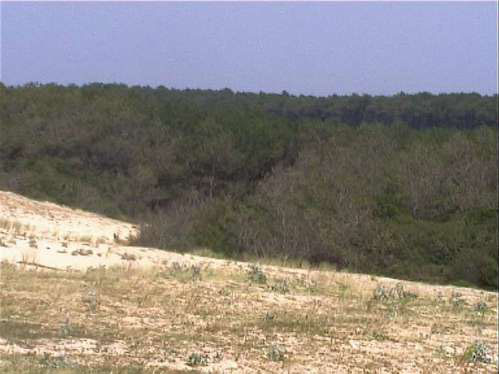 Seignosse Dune et  Foret