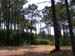 Seignosse Foret