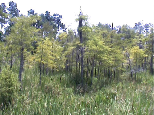 Paysage de Marais 01
